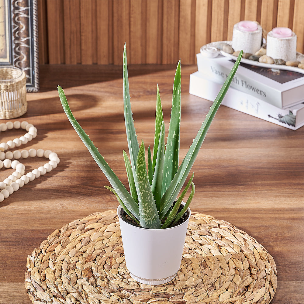 Compact Aloe Vera Plant Gift – how the gift is presented