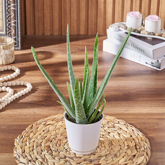 Aloe Plant, plant gift, plant, aloe gift, aloe, Canada delivery