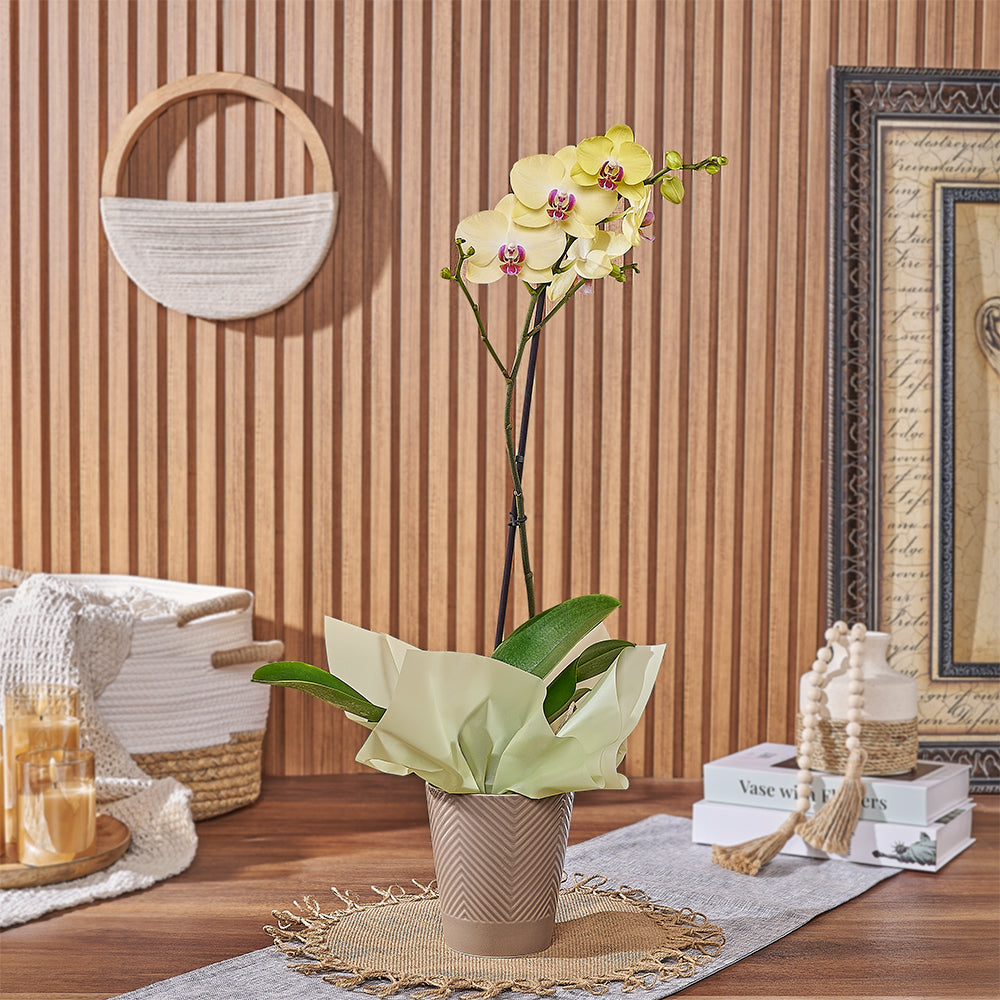 Indoor Yellow Orchid with Pot – how the gift is presented