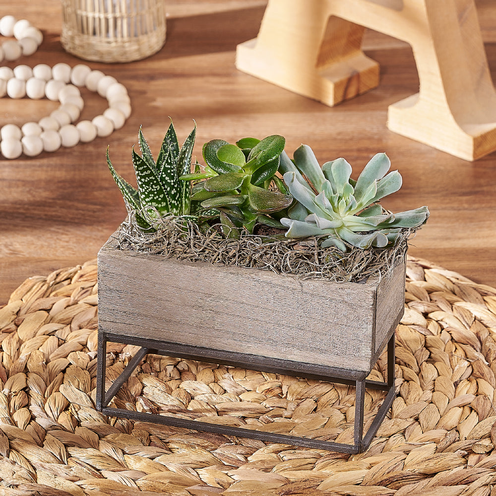 Low-Maintenance Indoor Succulent Garden Planter – how the gift is presented