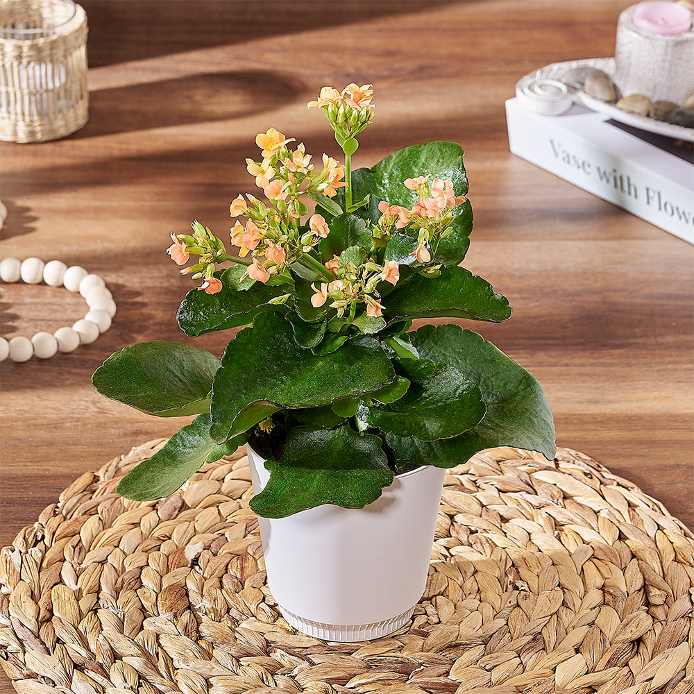 Premium Living Kalanchoe Plant in Pot – how the gift is presented