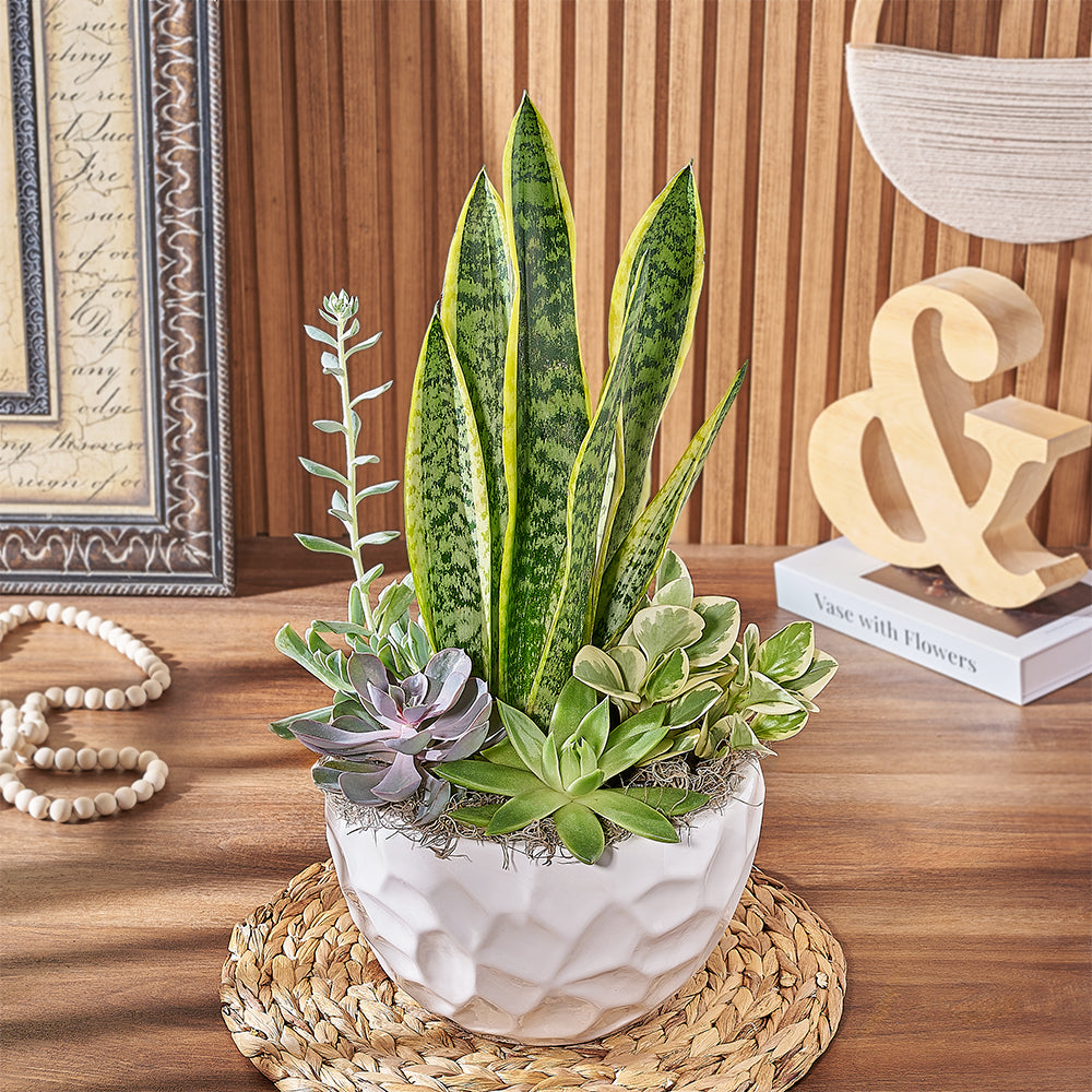 Succulent Garden with Sansevieria – how the gift is presented