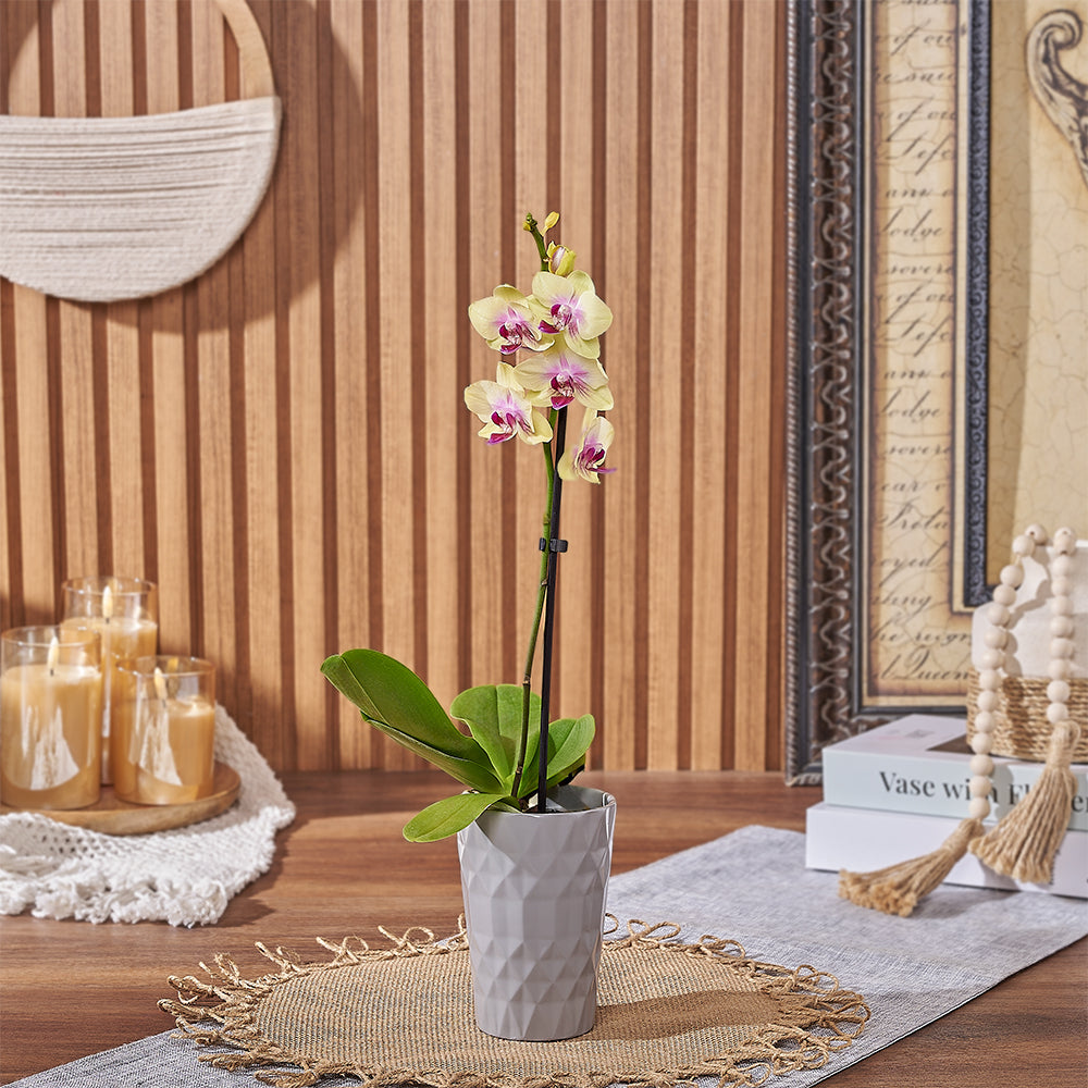 Compact Yellow Mini Phalaenopsis Orchid Plant – how the gift is presented