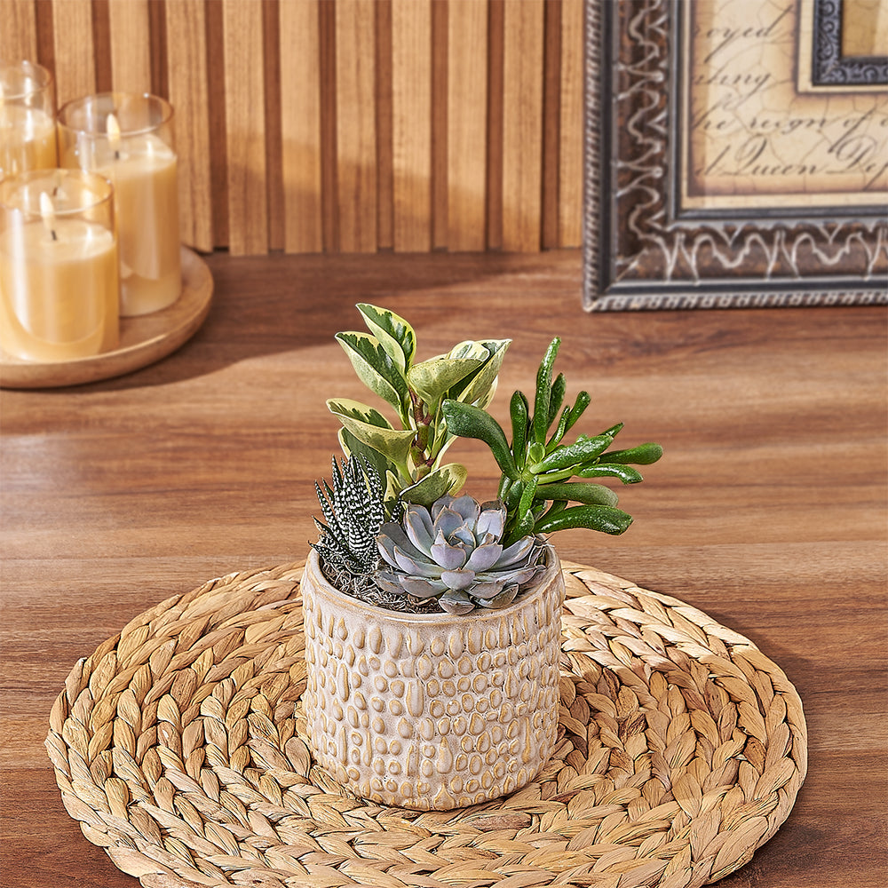 Organic Textured Succulent Pot – how the gift is presented