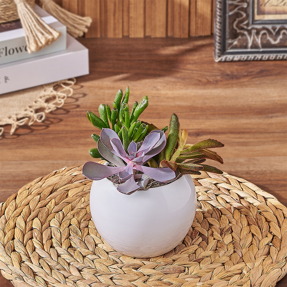 Succulent Plant Pot Gift – how the gift is presented