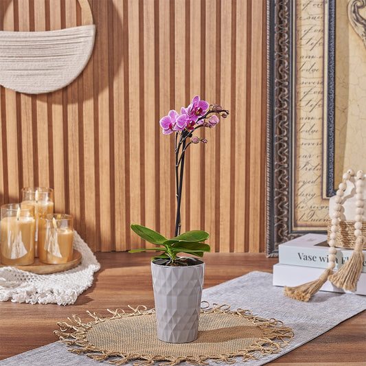 Petite Pink Orchid Gift, plant gift, plant, orchid gift, orchid, Canada delivery