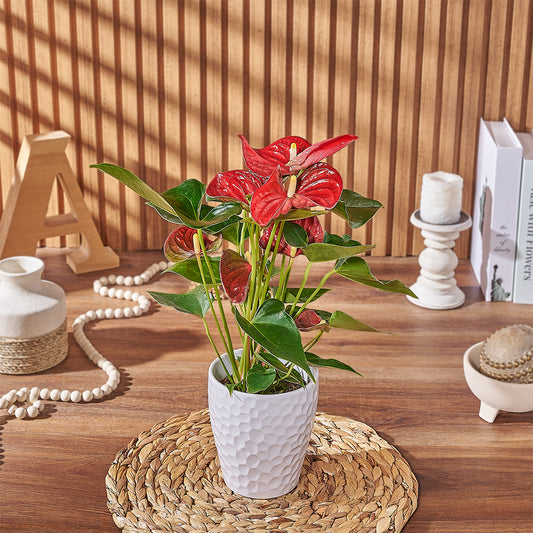 Potted Anthurium Plant, plant gift, plant, floral gift, floral, Canada delivery