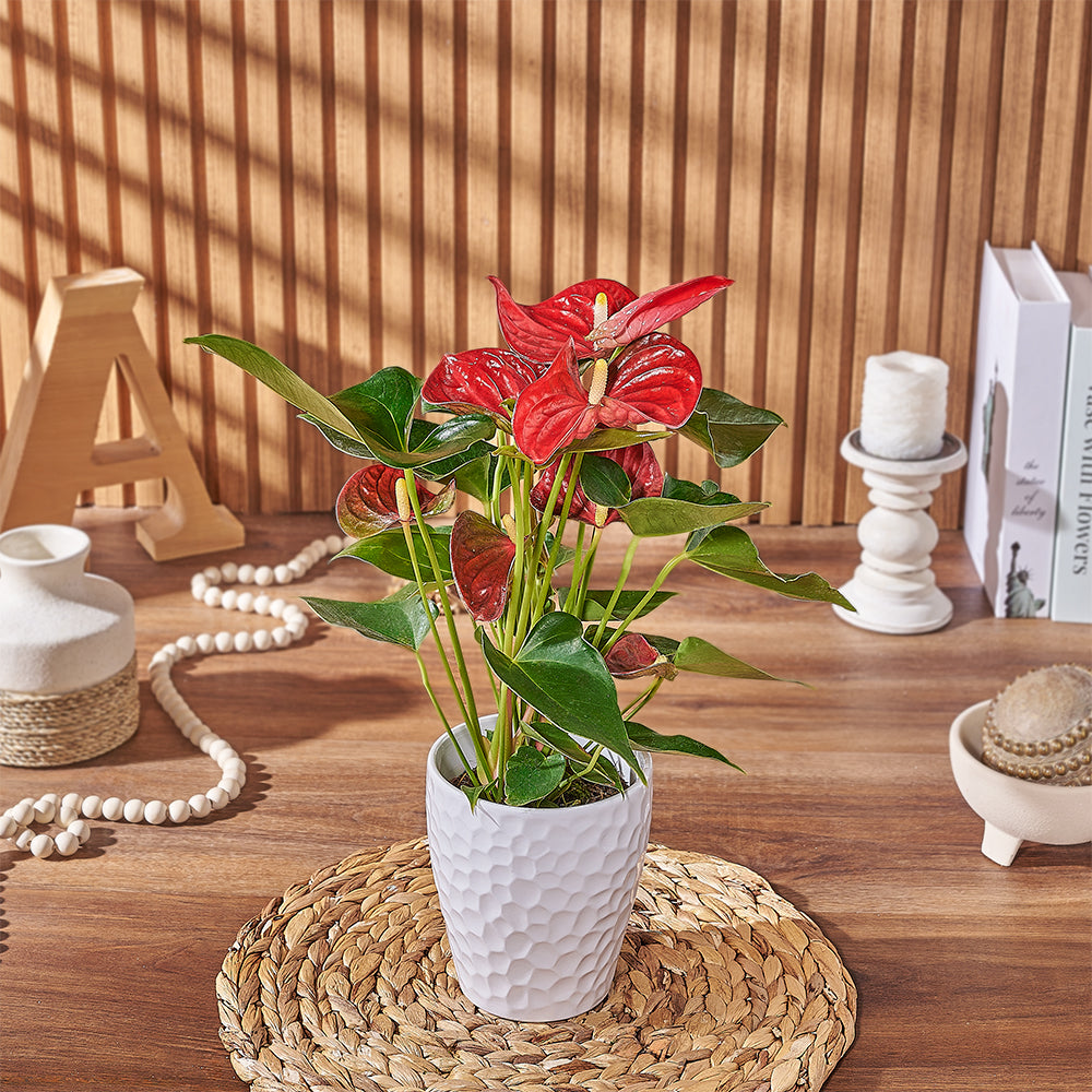 Tropical Red Anthurium Plant – how the gift is presented