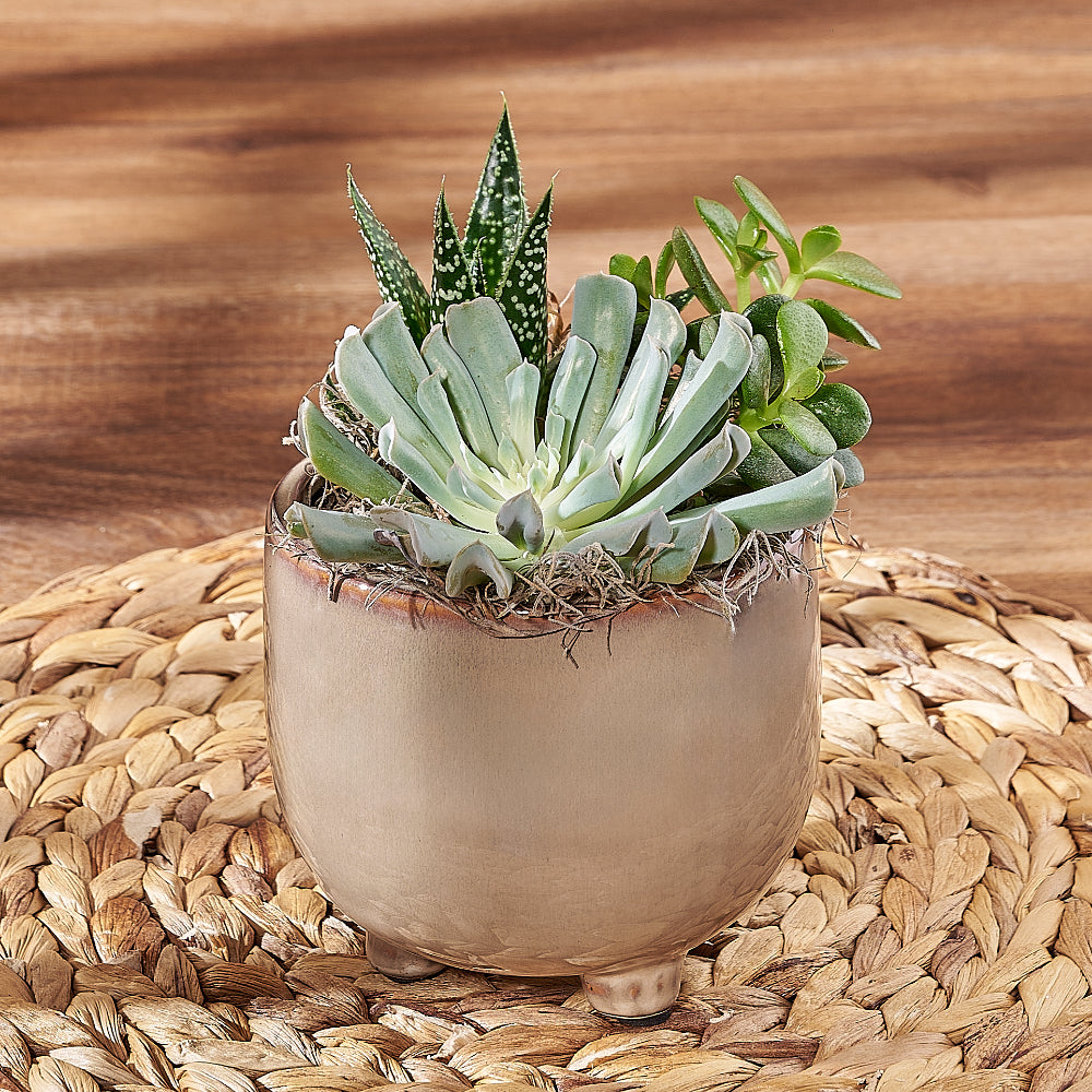 Succulent Trio Potted Plant – how the gift is presented