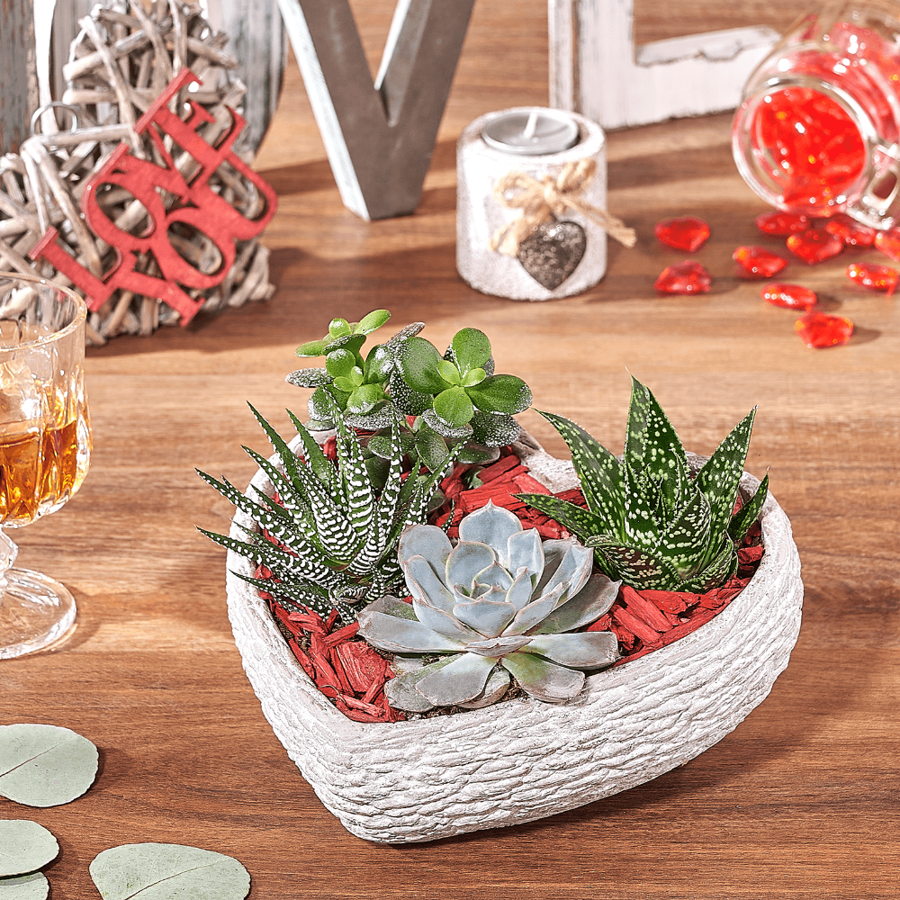 valentines day succulents Rock Garden Succulents of Love – Canada Baskets