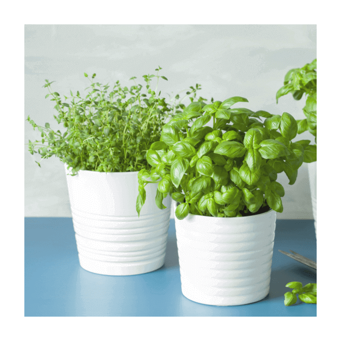 "Seasonal Plants" Potted Plants | Canada Baskets - Canada Delivery