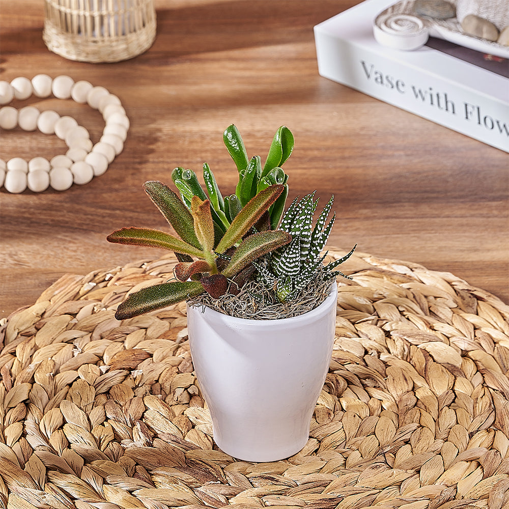 White Planter with Three Succulents – how the gift is presented