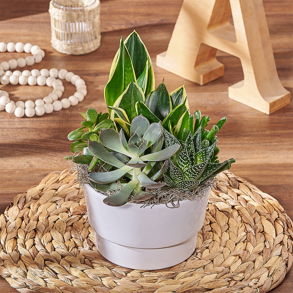 Sansevieria Succulent Garden Planter – how the gift is presented