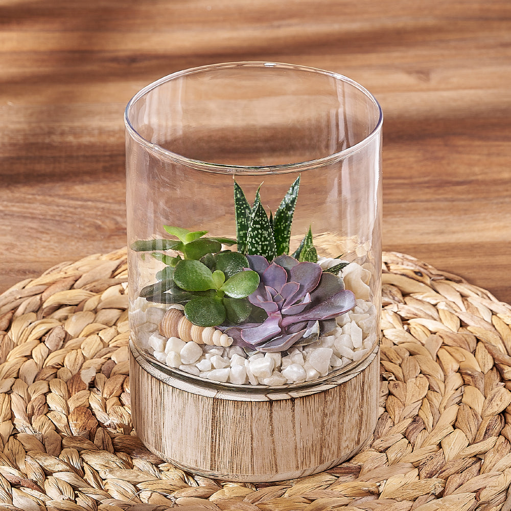 Small 3-Plant Succulent Garden Terrarium – how the gift is presented