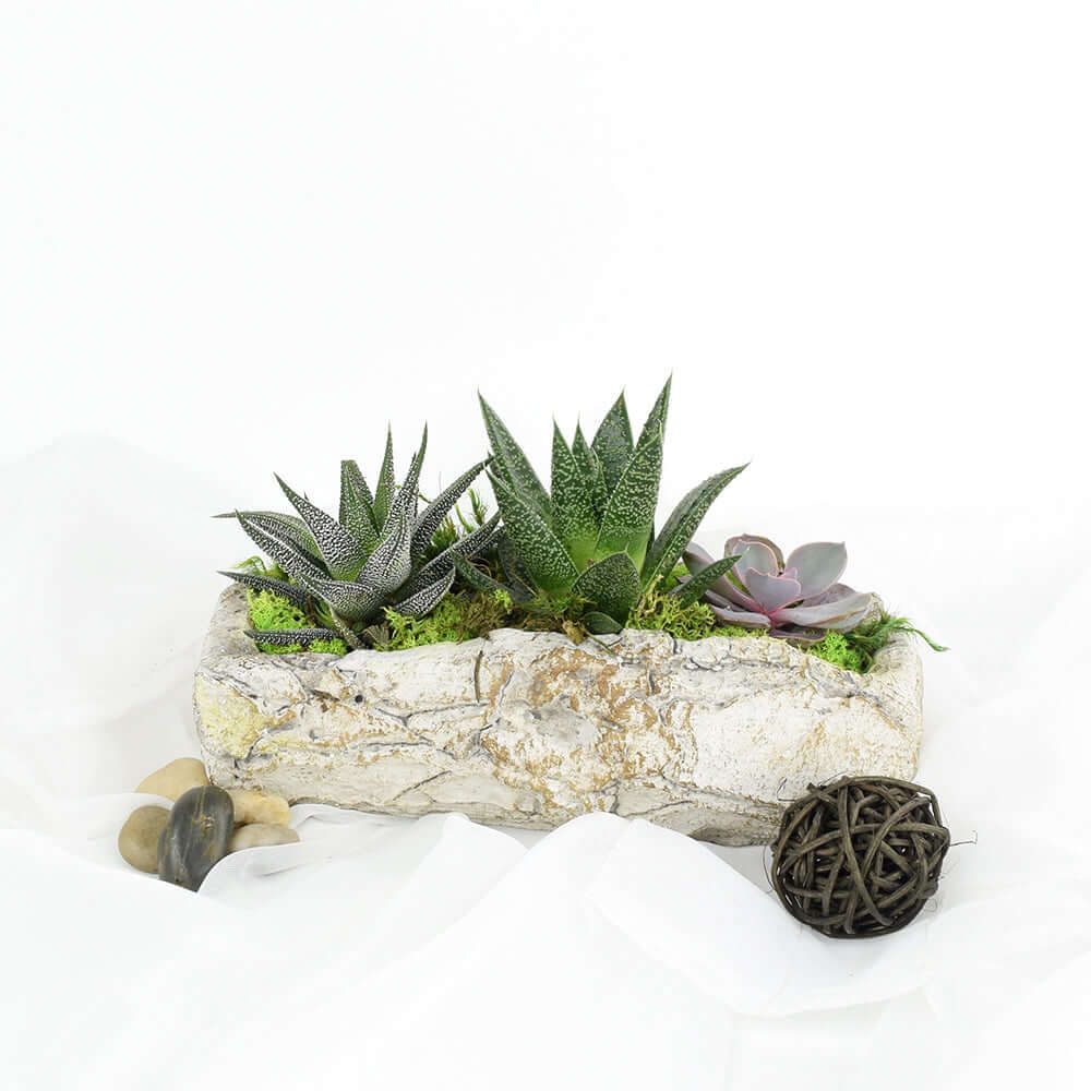 Carved Rock Succulent Plant Arrangement – how the gift is presented