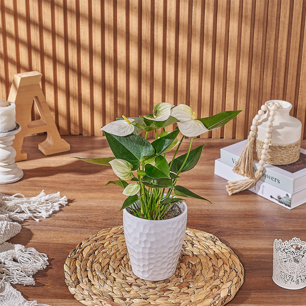 White Anthurium in Decorative Planter – how the gift is presented