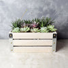 Amesbury Succulent Crate from Canada Baskets -  Canada Delivery