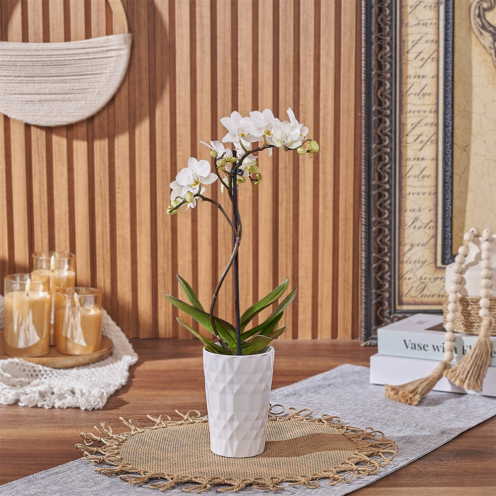 Indoor Adapted White Phalaenopsis Orchid Plant in Ceramic Container – how the gift is presented