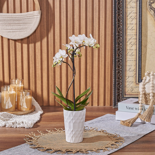 Delicate White Orchid Plant, plant gift, plant, orchid gift, orchid, Canada delivery