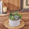 With the Generous Succulent Gift, enjoy a beautiful and vibrant plant gift that is sure to brighten up any space, Canada delivery