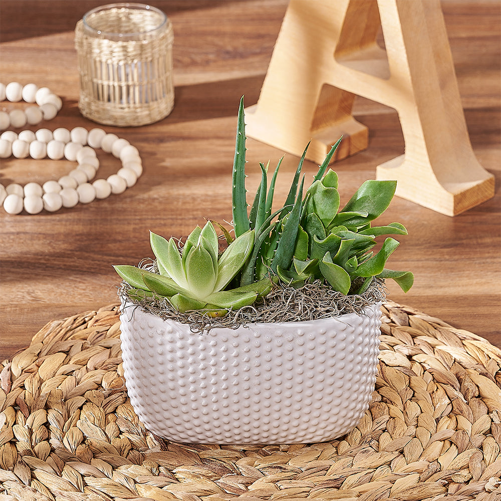 Modern Succulent Garden – how the gift is presented