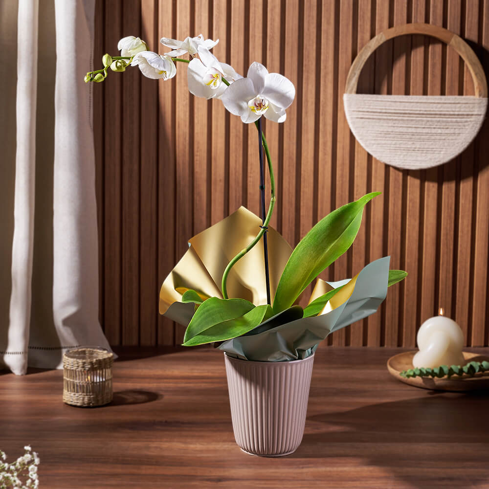 Custom Valentine’s Day Gift Baskets Canada - Pearl Essence Exotic Orchid Plant