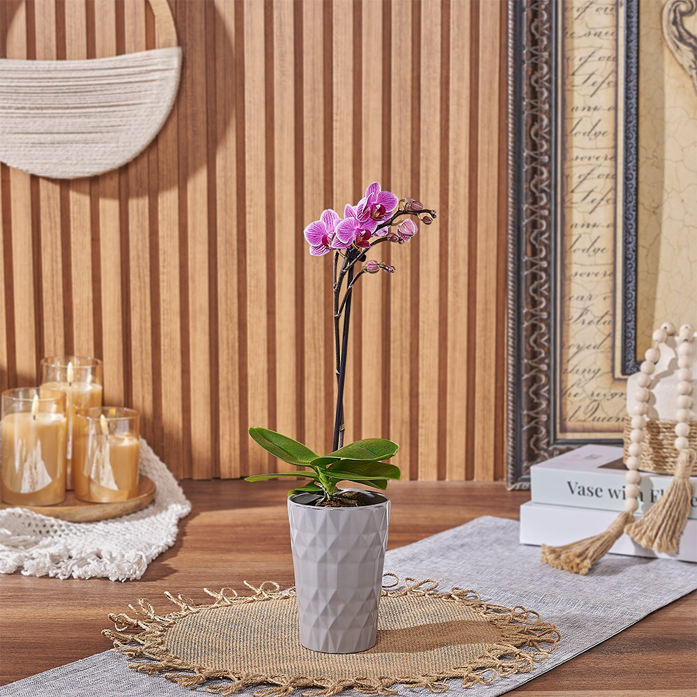 Mini Orchid Plant Gift – how the gift is presented