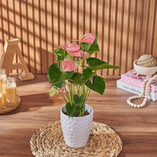 Pink Anthurium Plant, plant gift, plant, anthurium gift, anthurium, Canada delivery