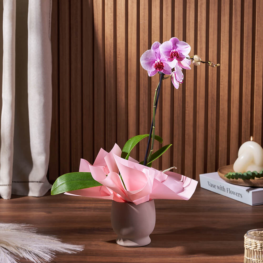 Custom Congratulations Gift Baskets - Potted Mini Phalaenopsis Orchid