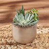 Potted Succulent Trio, plant gift, plant, succulent gift, succulent, Canada delivery