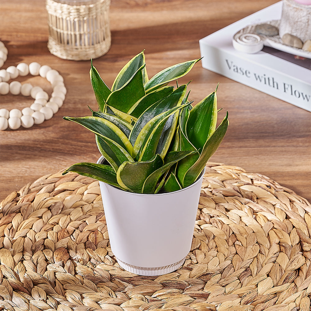 Ceramic Pot Sansevieria Plant – how the gift is presented