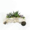 Succulent Rock Garden from Canada Baskets - Plant Gifts - Canada Delivery