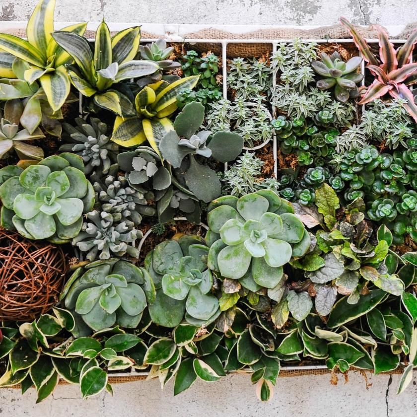 Succulents &amp; Cacti from Canada Baskets - Plant Gift Subscription - Canada Delivery