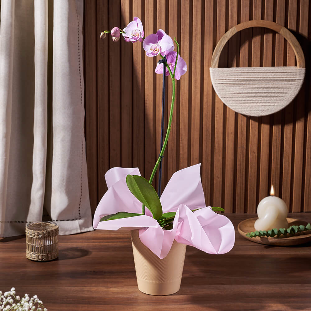 Ceramic Pot Purple Orchid – how the gift is presented