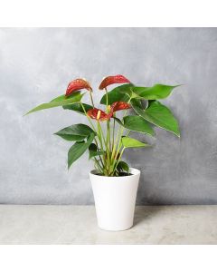 Potted Anthurium Plant