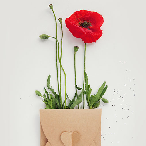 Our Remembrance Day Gift Ideas for Kids & Friends
